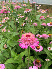 Load image into Gallery viewer, Zinnia, 'Zinderella Lilac' – photo 3

