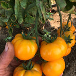Load image into Gallery viewer, Tomato, 'Afghan' – photo 2
