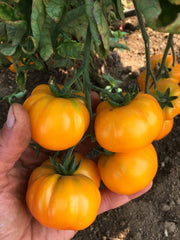 Load image into Gallery viewer, Tomato, 'Afghan' – photo 2
