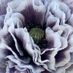 Load image into Gallery viewer, Poppy, Shirley, 'Amazing Grey' – photo 4
