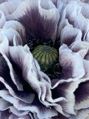Load image into Gallery viewer, Poppy, Shirley, 'Amazing Grey' – photo 4

