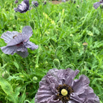 Load image into Gallery viewer, Poppy, Shirley, 'Amazing Grey' – photo 5
