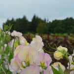 Load image into Gallery viewer, Sweet Pea, 'April in Paris'
