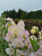 Load image into Gallery viewer, Sweet Pea, 'April in Paris'
