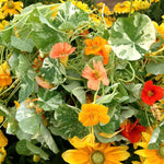 Load image into Gallery viewer, Nasturtium, 'Alaska' – photo 6
