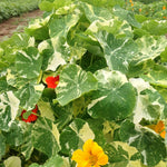 Load image into Gallery viewer, Nasturtium, 'Alaska' – photo 2

