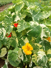 Load image into Gallery viewer, Nasturtium, 'Alaska' – photo 2
