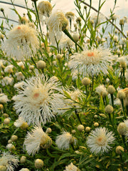 Load image into Gallery viewer, Basket Flower, 'Aloha Blanca'
