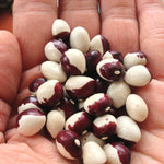 Load image into Gallery viewer, Bean, Pole Dry, 'Annie Jackson'
