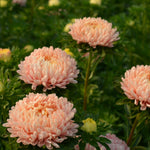 Load image into Gallery viewer, Aster, China, 'Tower Chamois' – photo 2

