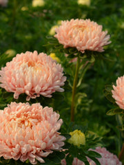 Load image into Gallery viewer, Aster, China, 'Tower Chamois' – photo 2
