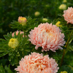 Load image into Gallery viewer, Aster, China, 'Tower Chamois'
