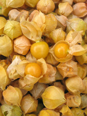 Load image into Gallery viewer, Ground Cherry 'Aunt Molly's'

