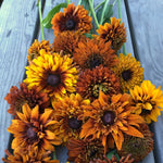 Load image into Gallery viewer, Rudbeckia, 'Autumn Sunset'
