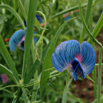 Load image into Gallery viewer, Sweet Pea Sp., 'Azureus'
