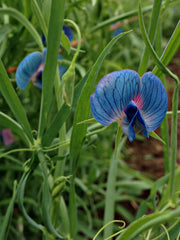 Load image into Gallery viewer, Sweet Pea Sp., 'Azureus'
