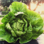 Load image into Gallery viewer, Lettuce, 'Barnwood Gem' – photo 2
