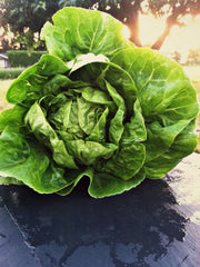 Load image into Gallery viewer, Lettuce, 'Barnwood Gem' – photo 2
