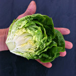 Load image into Gallery viewer, Lettuce, 'Barnwood Gem'
