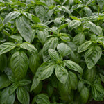 Load image into Gallery viewer, Basil, 'Italian Large Leaf' – photo 2
