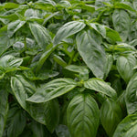 Load image into Gallery viewer, A lush green basil plant with large leaves.
