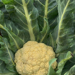 Load image into Gallery viewer, Cauliflower, 'Broccolo di Bassano (il Bonorivo)'
