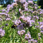 Load image into Gallery viewer, Phacelia, 'Bee's Friend' – photo 3
