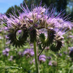 Load image into Gallery viewer, Phacelia, 'Bee's Friend' – photo 2
