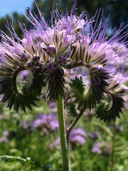 Load image into Gallery viewer, Phacelia, 'Bee's Friend' – photo 2
