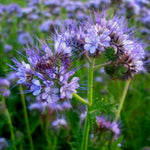 Load image into Gallery viewer, Phacelia, 'Bee's Friend'
