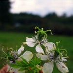 Load image into Gallery viewer, Nigella, 'Black Cumin'
