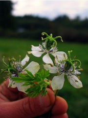 Load image into Gallery viewer, Nigella, 'Black Cumin'
