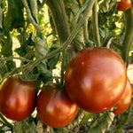 Load image into Gallery viewer, Tomato, 'Black Prince' – photo 2
