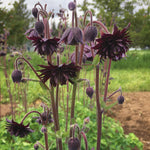 Load image into Gallery viewer, Columbine, 'Black Barlow'

