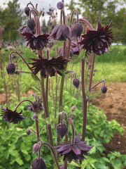 Load image into Gallery viewer, Columbine, 'Black Barlow'
