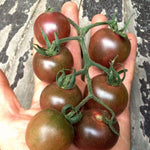 Load image into Gallery viewer, Tomato, 'Black Cherry' – photo 3
