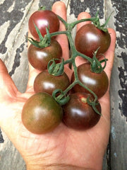 Load image into Gallery viewer, Tomato, 'Black Cherry' – photo 3
