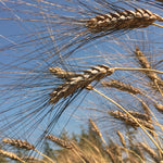 Load image into Gallery viewer, Wheat, 'Black Eagle' – photo 3
