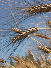 Load image into Gallery viewer, Wheat, 'Black Eagle' – photo 3
