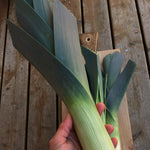 Load image into Gallery viewer, Leek, 'Blaugruner Avano' – photo 2
