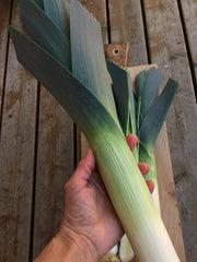 Load image into Gallery viewer, Leek, 'Blaugruner Avano' – photo 2
