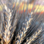 Load image into Gallery viewer, Wheat, 'Black Eagle' – photo 2

