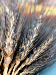 Load image into Gallery viewer, Wheat, 'Black Eagle' – photo 2
