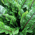Load image into Gallery viewer, Blood Sorrel – photo 2
