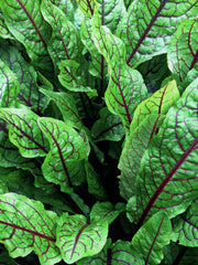 Load image into Gallery viewer, Blood Sorrel – photo 2
