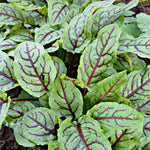 Load image into Gallery viewer, Blood Sorrel
