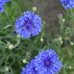 Load image into Gallery viewer, Bachelor's Buttons, 'Florist Blue Boy' – photo 3
