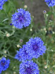 Load image into Gallery viewer, Bachelor's Buttons, 'Florist Blue Boy' – photo 3
