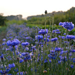 Load image into Gallery viewer, Bachelor's Buttons, 'Florist Blue Boy' – photo 2
