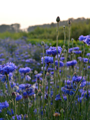 Load image into Gallery viewer, Bachelor's Buttons, 'Florist Blue Boy' – photo 2
